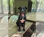 Small Labrador Retriever Mix
