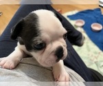 Small #4 Boston Terrier