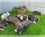 Small #13 American Bully