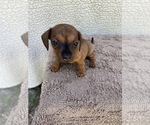 Small Photo #8 Chiweenie-Jack Russell Terrier Mix Puppy For Sale in SAINT AUGUSTINE, FL, USA