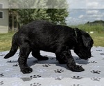 Small Photo #54 Goldendoodle Puppy For Sale in HOWARD CITY, MI, USA