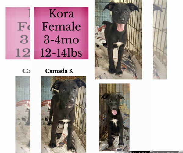 Medium Photo #8 Mutt Puppy For Sale in Virginia Beach, VA, USA