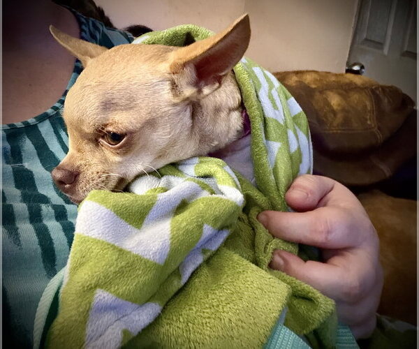Medium Photo #10 Chihuahua Puppy For Sale in Holly Springs, NC, USA