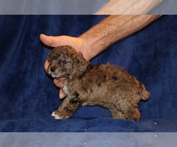 Medium Photo #4 Poodle (Toy) Puppy For Sale in DYERSBURG, TN, USA