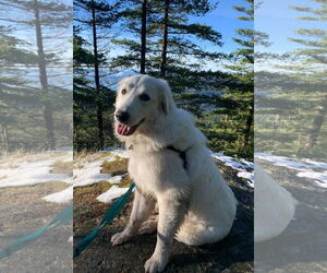 Howie - Male Great Pyrenees Dog for Adoption - Photo #9