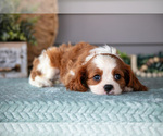 Small Photo #10 Cavalier King Charles Spaniel Puppy For Sale in WOLCOTTVILLE, IN, USA
