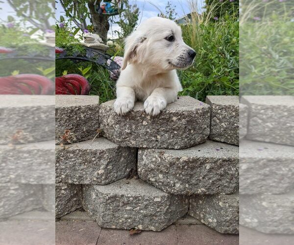 Medium Photo #3 Golden Retriever Puppy For Sale in ELVERTA, CA, USA