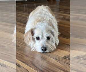 Daisey - Female Dachshund-Unknown Mix Dog for Adoption - Photo #3