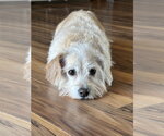 Small #2 Dachshund Mix