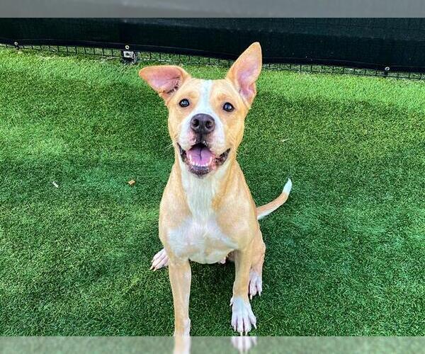 Medium Photo #1 Mutt Puppy For Sale in Orange, CA, USA