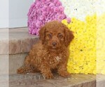 Small #1 Cavapoo