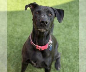 Caitlin - Female Labrador Retriever-Unknown Mix Dog for Adoption - Photo #2