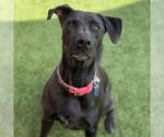 Small Photo #2 Labrador Retriever-Unknown Mix Puppy For Sale in San Diego, CA, USA