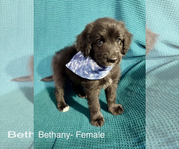 Medium Photo #23 Labradoodle-Miniature Australian Shepherd Mix Puppy For Sale in MANSFIELD, TX, USA
