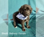 Small #22 Labradoodle-Miniature Australian Shepherd Mix