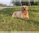 Small Photo #7 Golden Pyrenees Puppy For Sale in STAMPING GRD, KY, USA