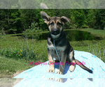 Small #3 German Shepherd Dog