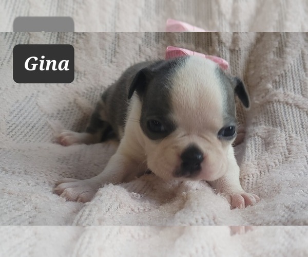 Medium Photo #4 Boston Terrier Puppy For Sale in MINERAL WELLS, WV, USA
