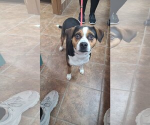 Beagle-Unknown Mix Dogs for adoption in Martinsburg, WV, USA