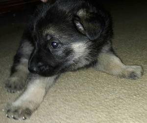 German Shepherd Dog Puppy for sale in ADDISON, NY, USA