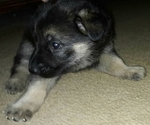 Small Photo #1 German Shepherd Dog Puppy For Sale in ADDISON, NY, USA