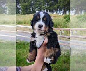 Bernese Mountain Dog Puppy for sale in OREGON CITY, OR, USA