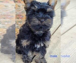 Yorkshire Terrier Puppy for Sale in CONKLIN, New York USA