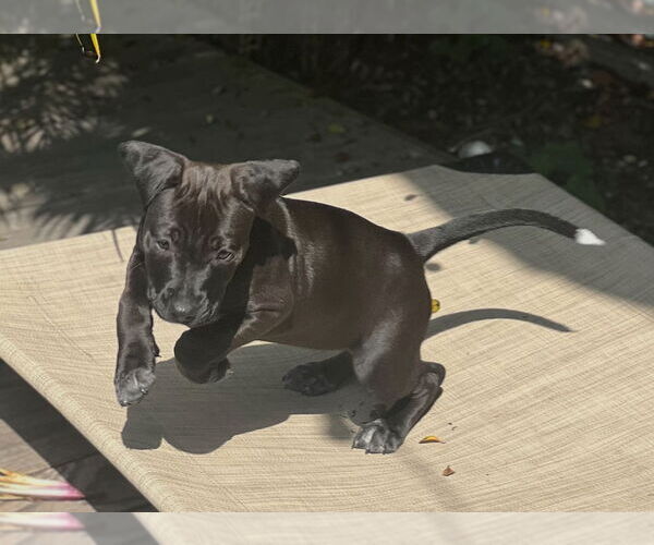 Medium Photo #2 Labrador Retriever-Unknown Mix Puppy For Sale in Dana Point, CA, USA