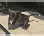 Small #1 Labrador Retriever Mix