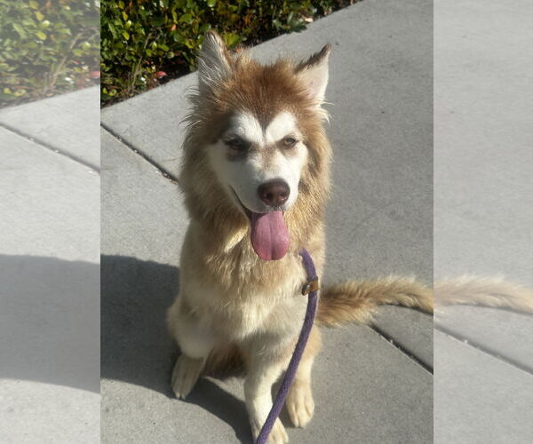 Medium Photo #4 Siberian Husky-Unknown Mix Puppy For Sale in Newport Beach, CA, USA