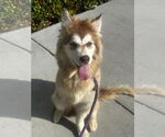 Small #3 Siberian Husky Mix