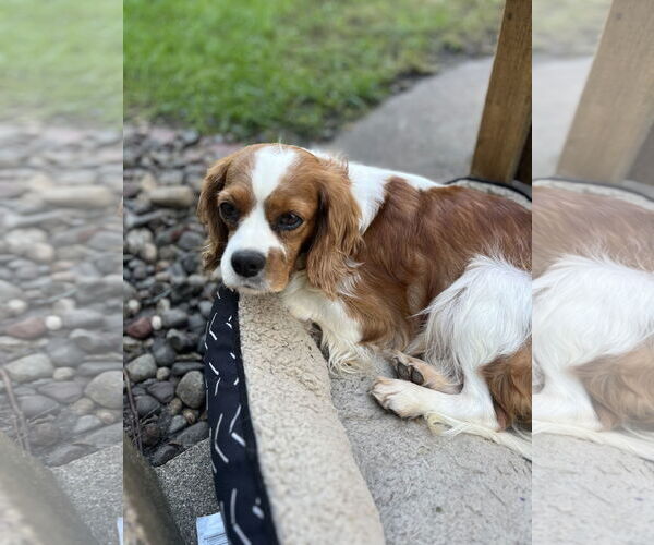Medium Photo #4 Cavalier King Charles Spaniel Puppy For Sale in Brooklyn Center, MN, USA