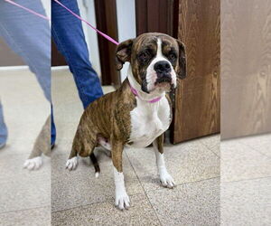 Boxer Dogs for adoption in Dumont, NJ, USA
