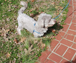 Image preview for Ad Listing. Nickname: Rusty