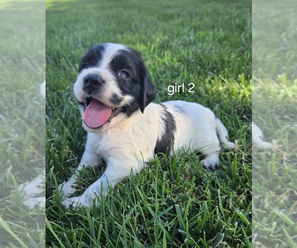 Medium Photo #7 Cocker Spaniel-English Springer Spaniel Mix Puppy For Sale in BAYLISS, CA, USA