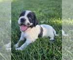 Small #6 Cocker Spaniel-English Springer Spaniel Mix