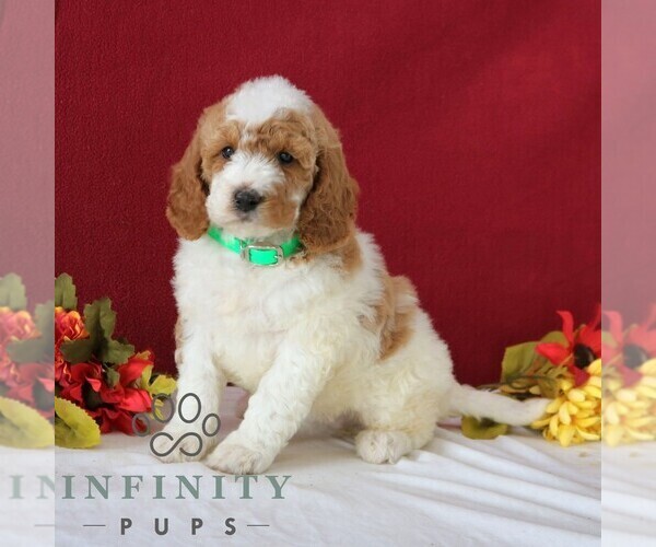 Medium Photo #4 Goldendoodle Puppy For Sale in GORDONVILLE, PA, USA