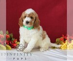 Small #3 Goldendoodle