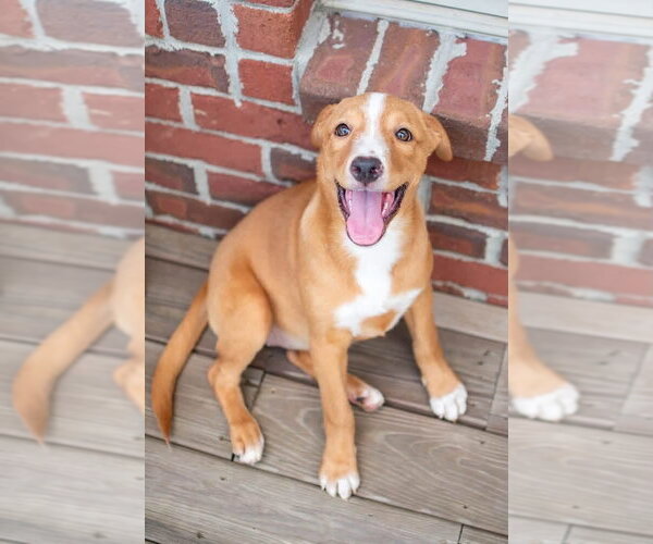 Medium Photo #11 Labrador Retriever-Unknown Mix Puppy For Sale in Germantown, OH, USA