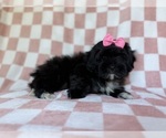 Small #7 Shih-Poo