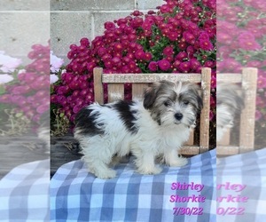 Shorkie Tzu Puppy for Sale in SHIPSHEWANA, Indiana USA