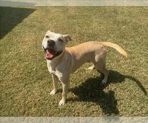 American Pit Bull Terrier-Unknown Mix Dogs for adoption in Grovetown, GA, USA