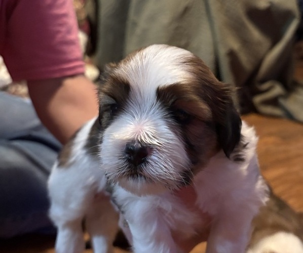 Medium Photo #4 Shorkie Tzu Puppy For Sale in CENTRALIA, IL, USA