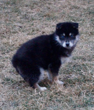 Medium Photo #3 Pomsky Puppy For Sale in NAPPANEE, IN, USA