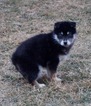 Small Photo #3 Pomsky Puppy For Sale in NAPPANEE, IN, USA