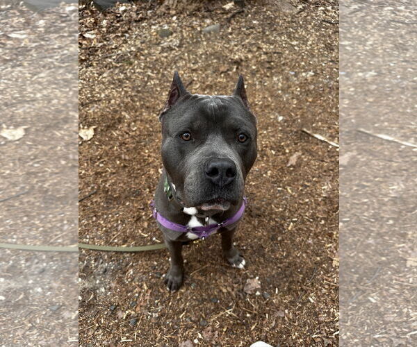 Medium Photo #3 American Pit Bull Terrier Puppy For Sale in Alexandria, VA, USA