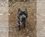 Small #2 American Pit Bull Terrier