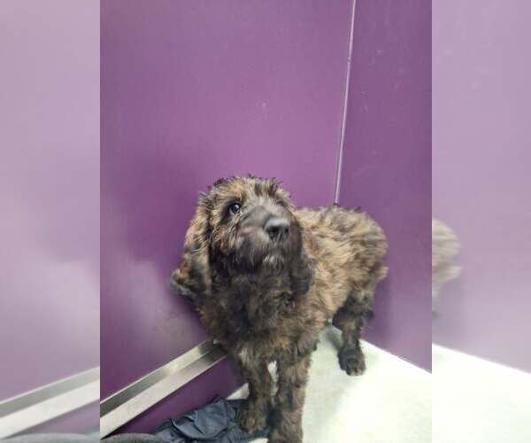 Medium Photo #3 Mutt Puppy For Sale in Candler, NC, USA