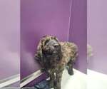 Small #2 Mutt