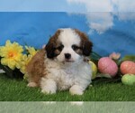 Small Photo #2 Shih-Poo Puppy For Sale in FREDERICKSBG, OH, USA